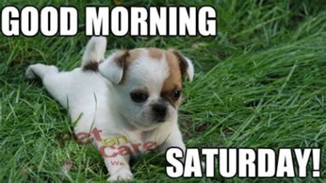 20 Good Morning Saturday Quote Images Funny Puppy Pictures Cute