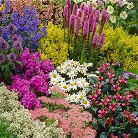 Perennial Flowers Good For Borders Image To U