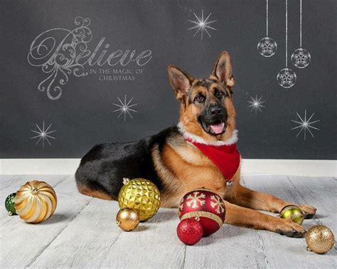 Gsd Merry Christmas Dogs German Shepherds Pinterest