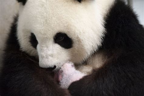 Germanys First Giant Panda Cubs Born At Zoo Berlin Zooborns