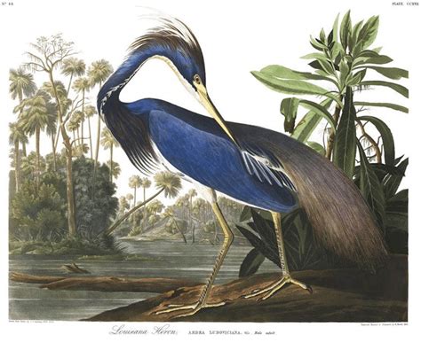 435 Bird Illustrations By John James Audubon Available For Free