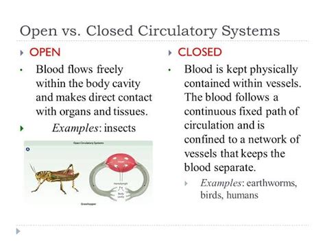 Open And Closed Circulatory System Closed Vs Open Circulation