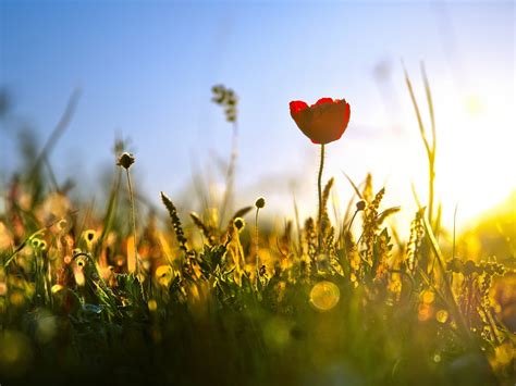 Desktop Wallpaper Sunrise Bokeh Flowers Plants Red Poppy Meadow