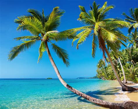 Two Green Coconut Trees Sea Beach Summer Landscape