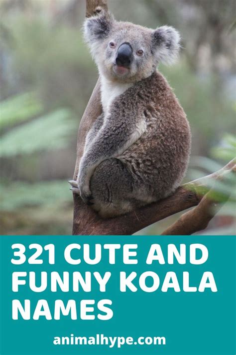 Cute And Funny Koala Names Funny Koala Koala Cute Koala Bear