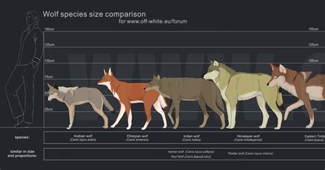 Wolf Vs. Dog Size Comparison