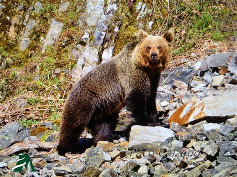 Maybe you would like to learn more about one of these? Selva y Fauna en Asturias | Selva Asturiana