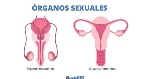 Cuáles Son Los Órganos Sexuales Femeninos Y Masculinos Sus Funciones