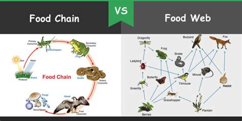 A hawk might also eat a mouse, a squirrel, a frog or some other animal. Difference between Food Chain and Food Web - Bio Differences