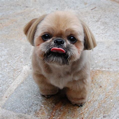 Tongueouttuesday By Dailydougie Shih Tzu Puppy Love Puppies
