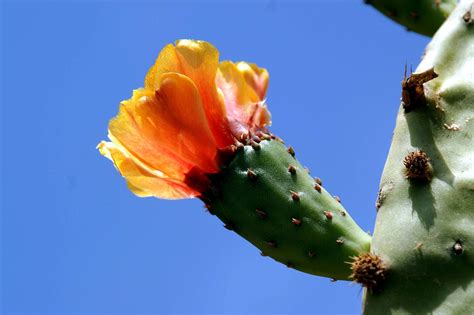 Cactus Flower Plant Free Photo On Pixabay Pixabay