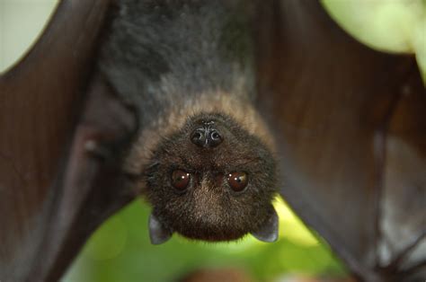 Bats and COVID-19 – Billie's Back Porch