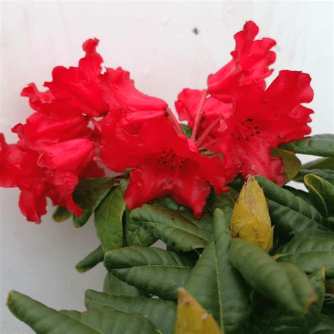 Rododendron Różanecznik Scarlet Wonder C 4