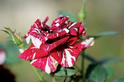 Indahnya Corak Unik Mawar Batik