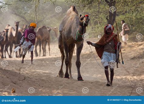 chameau mela chameau de pushkar de pushkar juste photographie éditorial image du bétail