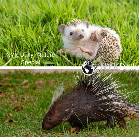 Top Differences Between Porcupines And Hedgehogs Nyk Daily