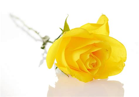 Free Download Yellow Rose Wallpapers 3d Hd Wallpapers 1600x1000 For