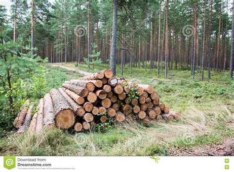 A Big Pile Of Wood In A Forest Road Stock Image Image Of Green Trunk
