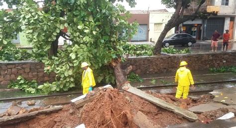 O juazeiro (ziziphus joazeiro mart.; Mais chuvas são previstas para o final de semana. (Foto ...