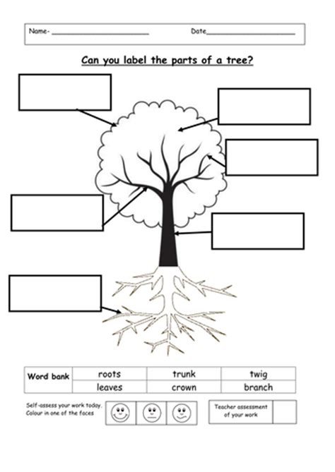 Worksheets for children english растения. Дерево в ворде. Types of trees worksheets. Parts of a tree for kids. Trees worksheets.