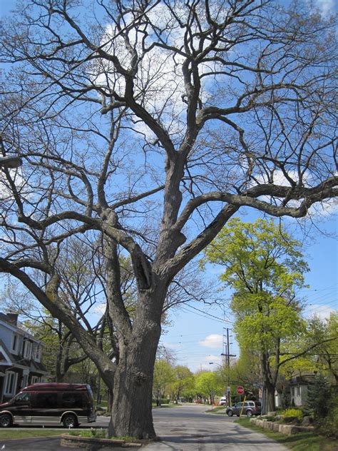 The problem of urban sprawl is very popular throughout the greenbelt. Beautiful, large trees in #Burlington, #Ontario | Real ...