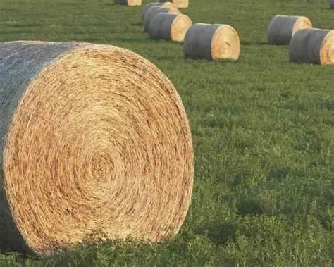Alfalfa Hay Bale At Best Price In Coimbatore Arya Export And Import