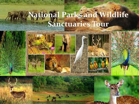 Ppt National Parks And Wildlife Sanctuaries Tour Powerpoint