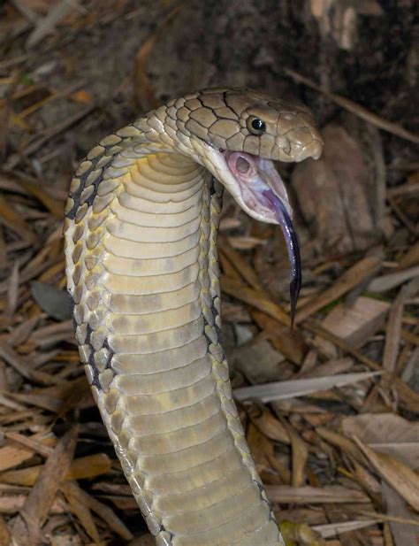 Curious Kids How Do Snakes Make An Sssssss Sound With Their Tongue