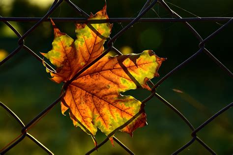 Download Free Photo Of Leaf Autumn Fence Close Up Wire Fence From