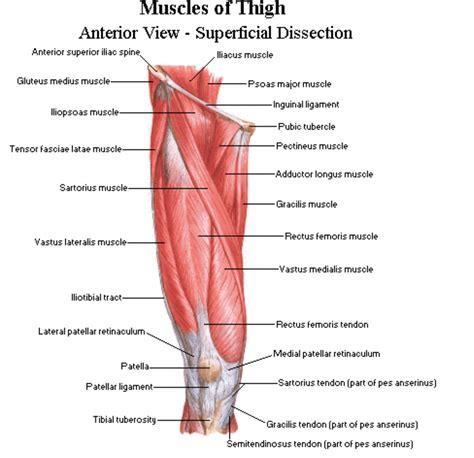 Anterior Aspect Of The Thigh Netter Thigh Muscles Thigh Muscle