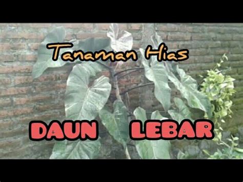 Sehelai daun terpelantingsehelai daun terpelanting dari tangkainyadi ombang ambing sang bayulalu luruh ke tanahmendarat manis di atas bebatuandi pasir 23 jenis tanaman hias DAUN LEBAR populer/wide leaf plant ...