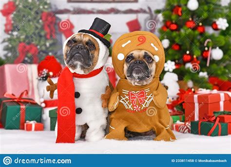Funny Christmas Dogs French Bulldogs Wearing Snowman And Gingerbread