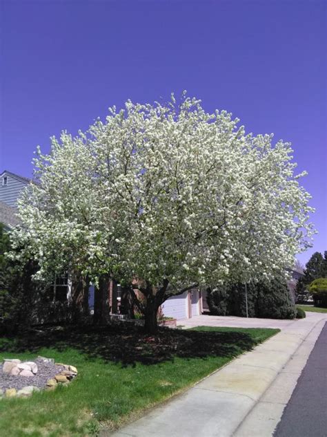 Spring Snow Flowering Crab Tree Snow Images And Description