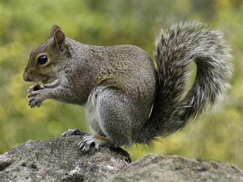 Squirrels — Huntsman Wildlife Cincinnati