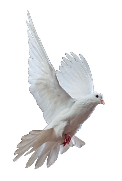 Dove PNG Transparent Dove.PNG Images. | PlusPNG