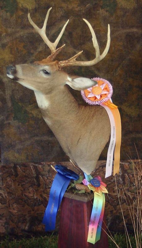 Whitetail Deer Award Winner 2008