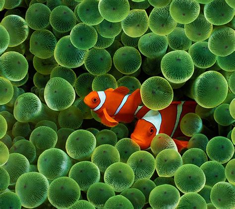 Clownfish Or Nemo As In Finding Nemo Duskys Wonders