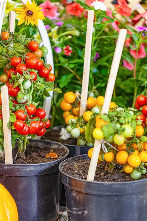 Vegetable Container Gardening 15 Veggies To Grow In Pots