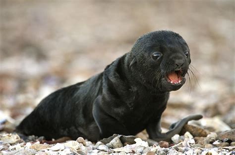 Cape Fur Seal Pup Photograph By Science Photo Library Fine Art America