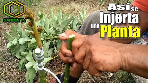 🌱mira Como Injertar Una Planta Paso A Paso Youtube