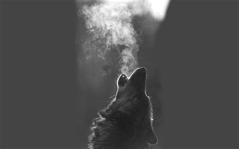 Find best dark wolf wallpapers to download for desktop and mobile for free. Black Wolf Wallpaper (64+ images)