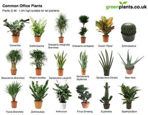 For further details of habitats, see ecoregions of pakistan, forestry in pakistan and wildlife of pakistan. best indoor plants in pakistan - Best Indoor Plants That ...
