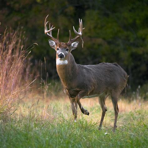 Hunting whitetail deer via active digital deer cameras is exciting and fun! Whitetail Deer In Rut Photograph by Garett Gabriel
