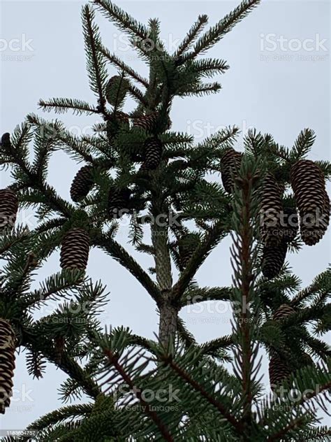 Pine Tree Top Stock Photo Download Image Now Beauty In Nature