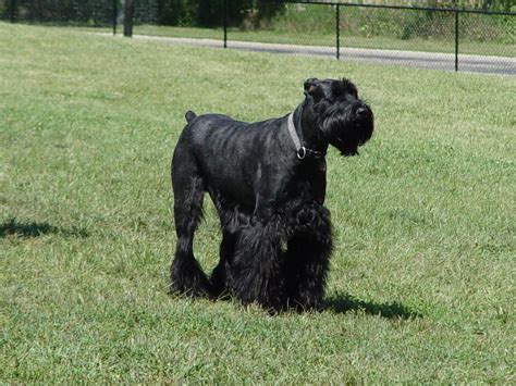 Histyle is dedicated to providing a structurally and mentally sound giant schnauzer. Giant Schnauzer Wallpapers HD Download