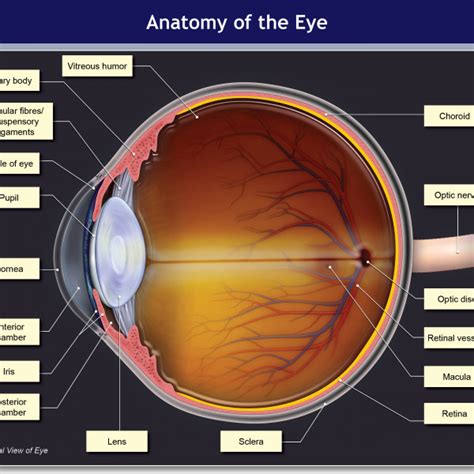 Anatomy Of The Eye Lateral View Trialexhibits Inc
