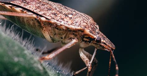 Fun Facts About Brown Marmorated Stink Bugs