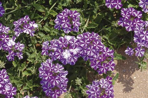Maybe you would like to learn more about one of these? Lanai® Purple Star - Verbena | Proven Winners | Plants ...