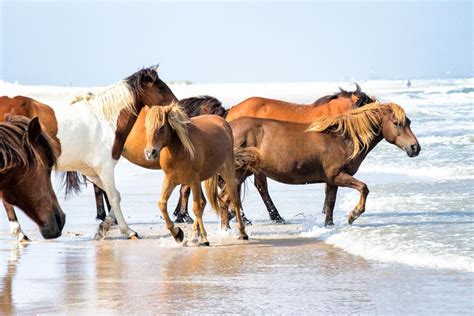 Top 12 Best Places To See Wild Horses In The Usa