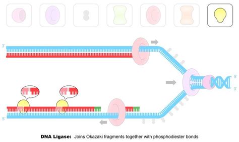 Dna replication requires the activity of dna polymerase, as well as other enzymes such as primase and ligase. DNA Replication (HL) | BioNinja | Dna replication, Dna ...